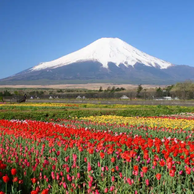 What Kind of Teaching Can You Do in Japan?