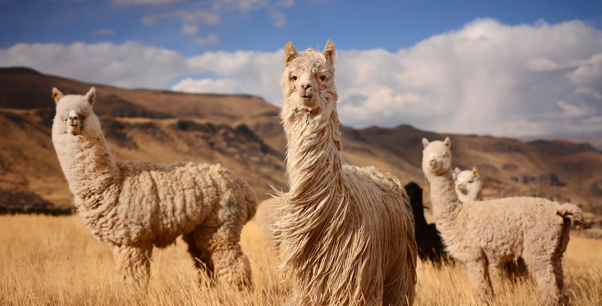 Peru