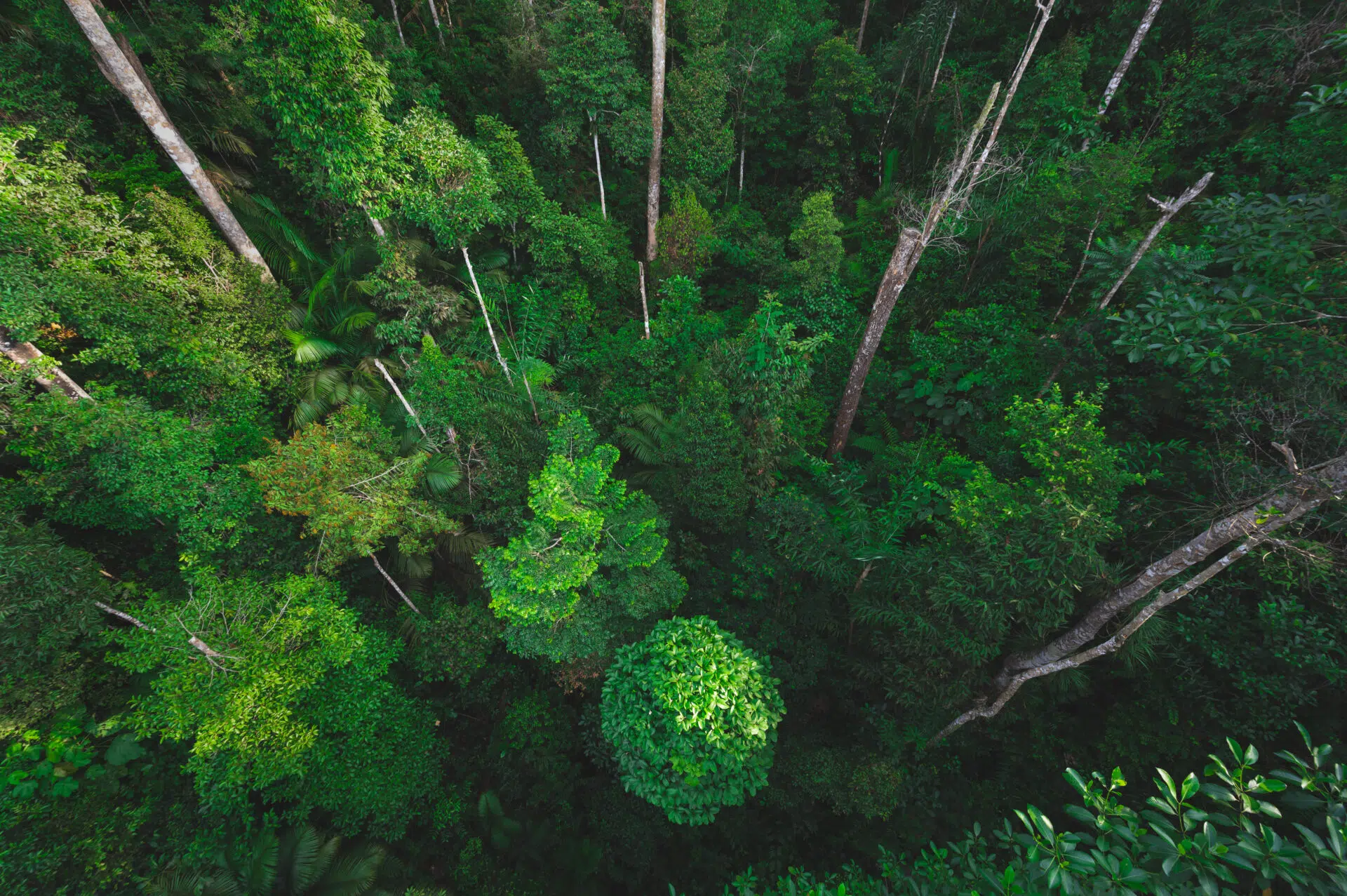Celebrating Earth Day